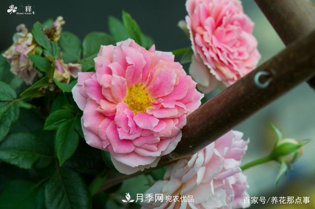 中國(guó)99%的月季都是盜版，到底我們?cè)摬辉撡I正版月季(圖3)