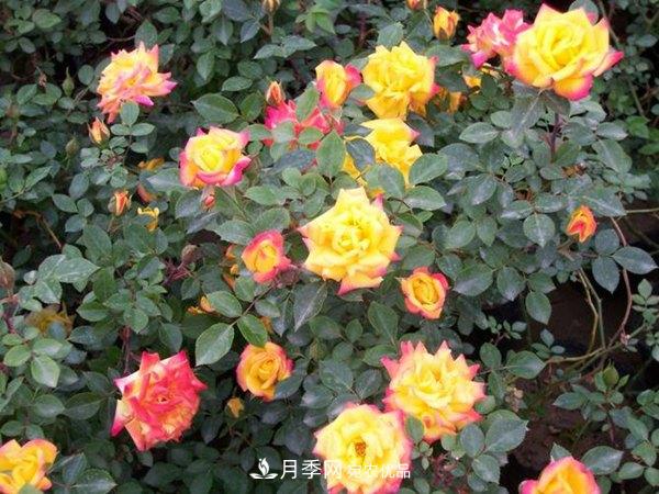 藤本月季蟲災(zāi)有哪些？怎么進(jìn)行防治？(圖1)