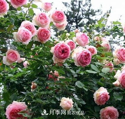 8月養(yǎng)月季花，做好4件事，不愁秋天沒花賞(圖1)