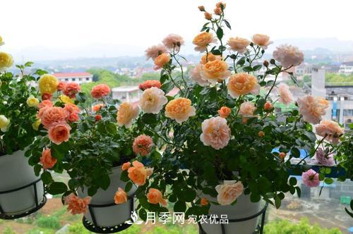 8月養(yǎng)月季花，做好4件事，不愁秋天沒花賞(圖2)