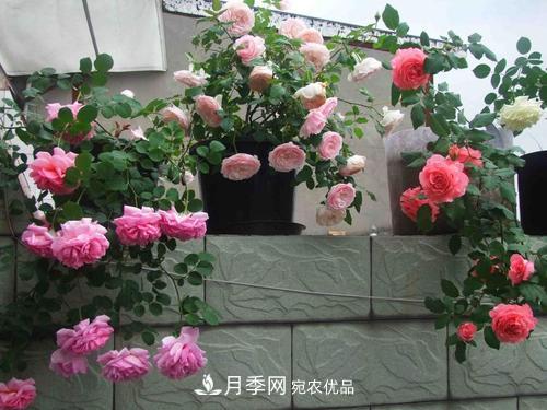 8月養(yǎng)月季花，做好4件事，不愁秋天沒花賞(圖4)