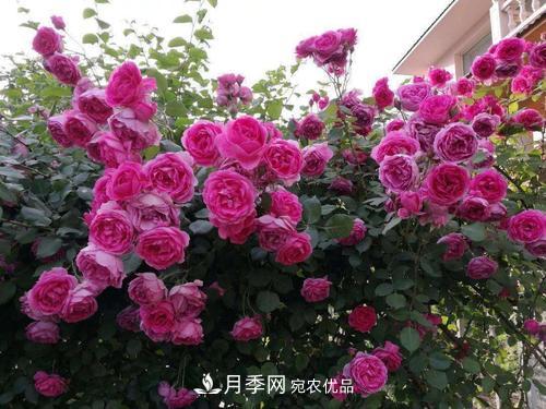 8月養(yǎng)月季花，做好4件事，不愁秋天沒花賞(圖3)