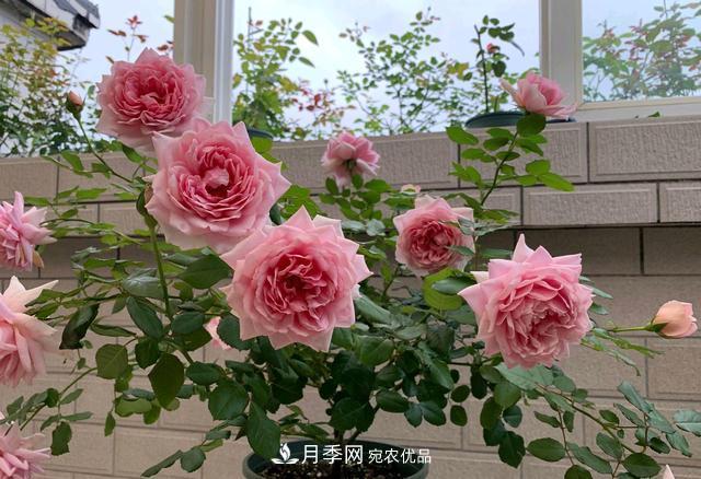 月季花順利凋謝，我修剪的月季株形怎么樣？(圖1)