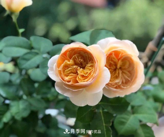 月季花順利凋謝，我修剪的月季株形怎么樣？(圖3)