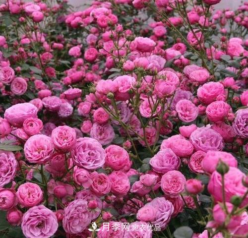 5種勤花月季，開花一茬接一茬，花量大還抗病，值得擁有！(圖2)