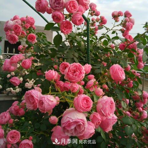5種勤花月季，開花一茬接一茬，花量大還抗病，值得擁有！(圖1)