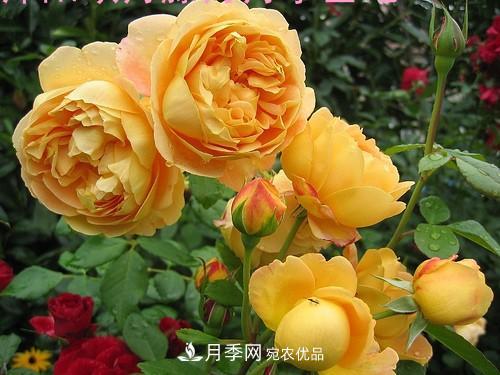 5種勤花月季，開花一茬接一茬，花量大還抗病，值得擁有！(圖6)
