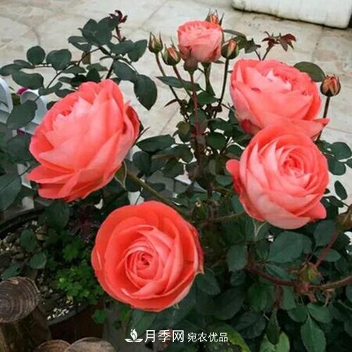 5種勤花月季，開花一茬接一茬，花量大還抗病，值得擁有！(圖5)