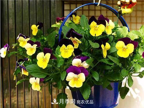 陽(yáng)臺(tái)再小，也要養(yǎng)4種花，種一次年年有花賞，花期群花爭(zhēng)艷！(圖2)