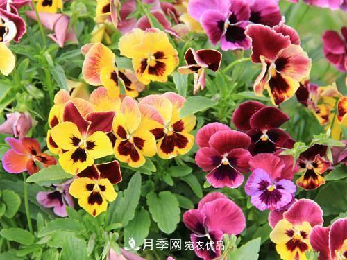 陽(yáng)臺(tái)再小，也要養(yǎng)4種花，種一次年年有花賞，花期群花爭(zhēng)艷！(圖1)