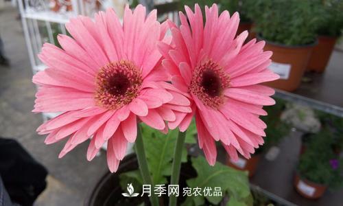 陽(yáng)臺(tái)再小，也要養(yǎng)4種花，種一次年年有花賞，花期群花爭(zhēng)艷！(圖5)