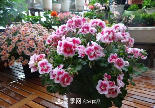 陽(yáng)臺(tái)再小，也要養(yǎng)4種花，種一次年年有花賞，花期群花爭(zhēng)艷！(圖3)