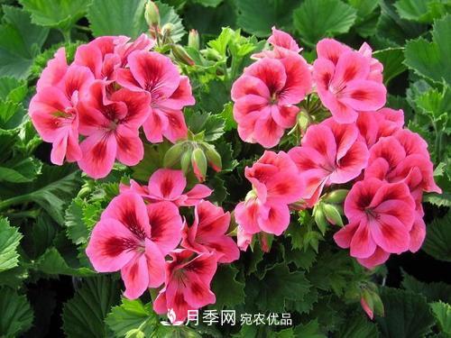 陽(yáng)臺(tái)再小，也要養(yǎng)4種花，種一次年年有花賞，花期群花爭(zhēng)艷！(圖4)
