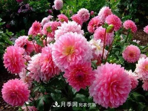 陽(yáng)臺(tái)再小，也要養(yǎng)4種花，種一次年年有花賞，花期群花爭(zhēng)艷！(圖6)