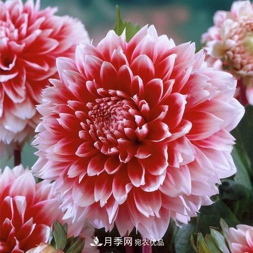 陽(yáng)臺(tái)再小，也要養(yǎng)4種花，種一次年年有花賞，花期群花爭(zhēng)艷！(圖7)