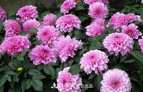 陽(yáng)臺(tái)再小，也要養(yǎng)3種花，一年四季有花賞，輕松開(kāi)成小花園(圖1)