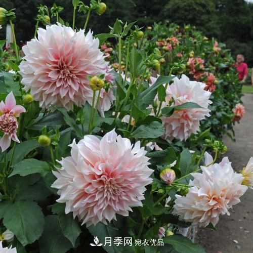 陽(yáng)臺(tái)再小，也要養(yǎng)3種花，一年四季有花賞，輕松開(kāi)成小花園(圖2)