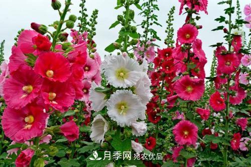 陽(yáng)臺(tái)再小，也要養(yǎng)3種花，一年四季有花賞，輕松開(kāi)成小花園(圖4)