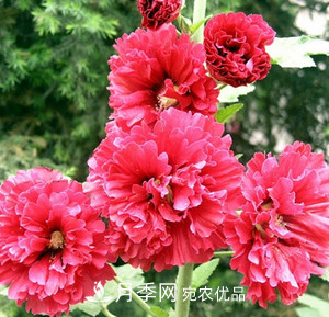 陽(yáng)臺(tái)再小，也要養(yǎng)3種花，一年四季有花賞，輕松開(kāi)成小花園(圖3)