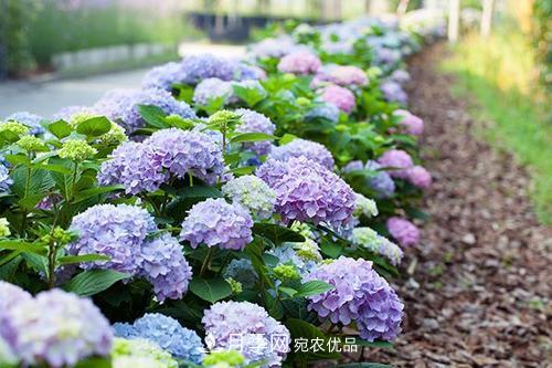 陽(yáng)臺(tái)再小，也要養(yǎng)3種花，一年四季有花賞，輕松開(kāi)成小花園(圖6)