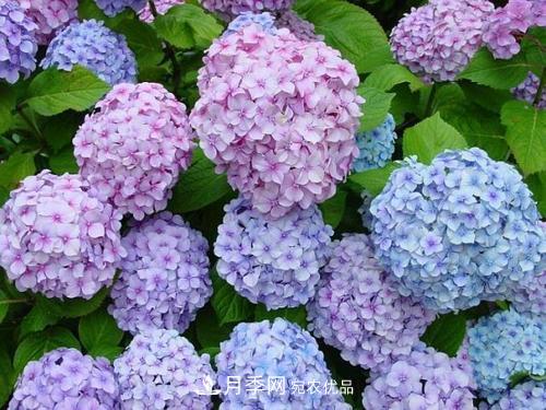 陽(yáng)臺(tái)再小，也要養(yǎng)3種花，一年四季有花賞，輕松開(kāi)成小花園(圖5)