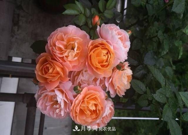 養(yǎng)月季就養(yǎng)一盆它，優(yōu)秀又勤花，好養(yǎng)不打藥，天天能看花(圖4)