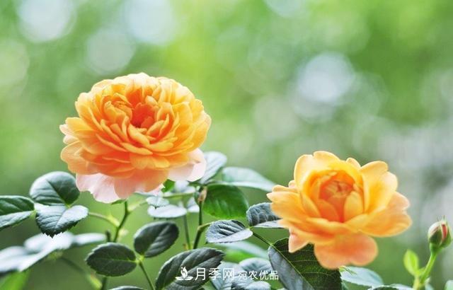 養(yǎng)月季就養(yǎng)一盆它，優(yōu)秀又勤花，好養(yǎng)不打藥，天天能看花(圖5)