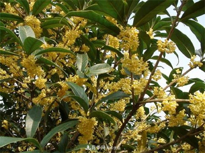 桂花香氣濃郁，但繁殖難？掌握四種方法，明年桂花開(kāi)滿(mǎn)園(圖1)