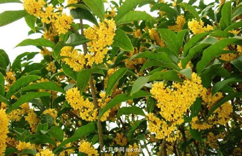桂花香氣濃郁，但繁殖難？掌握四種方法，明年桂花開(kāi)滿(mǎn)園(圖3)