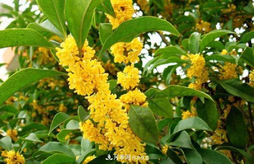 桂花香氣濃郁，但繁殖難？掌握四種方法，明年桂花開(kāi)滿(mǎn)園(圖6)