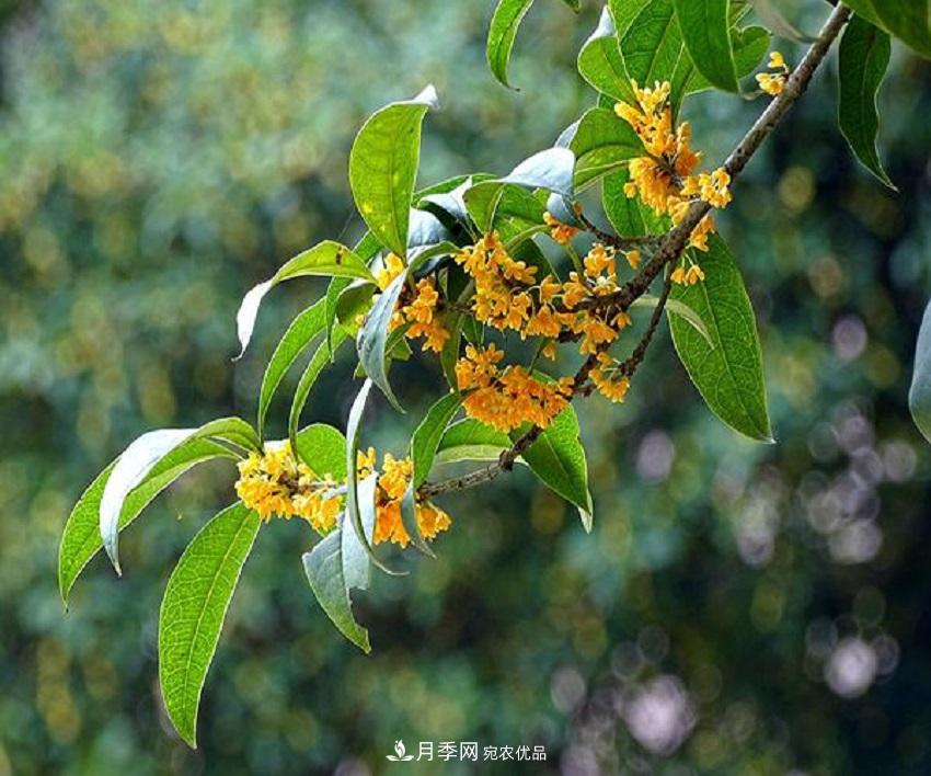 桂花香氣濃郁，但繁殖難？掌握四種方法，明年桂花開(kāi)滿(mǎn)園(圖5)
