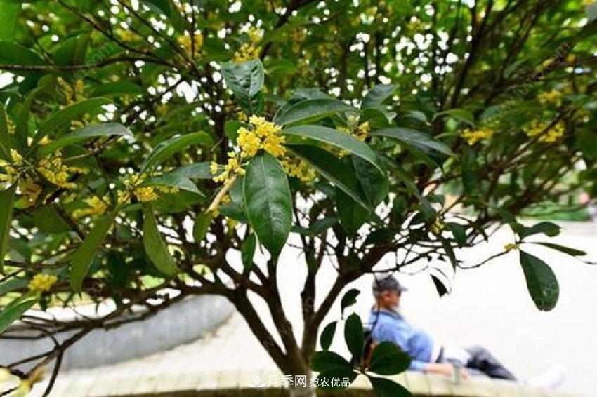 桂花香氣濃郁，但繁殖難？掌握四種方法，明年桂花開(kāi)滿(mǎn)園(圖2)