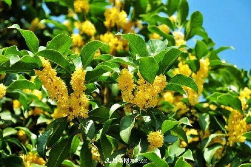 桂花香氣濃郁，但繁殖難？掌握四種方法，明年桂花開(kāi)滿(mǎn)園(圖4)