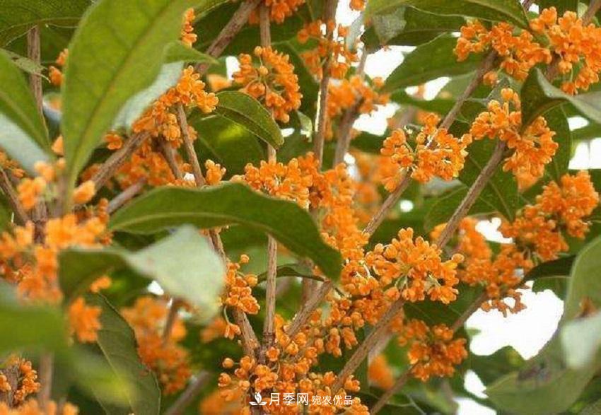 桂花香氣濃郁，但繁殖難？掌握四種方法，明年桂花開(kāi)滿(mǎn)園(圖7)
