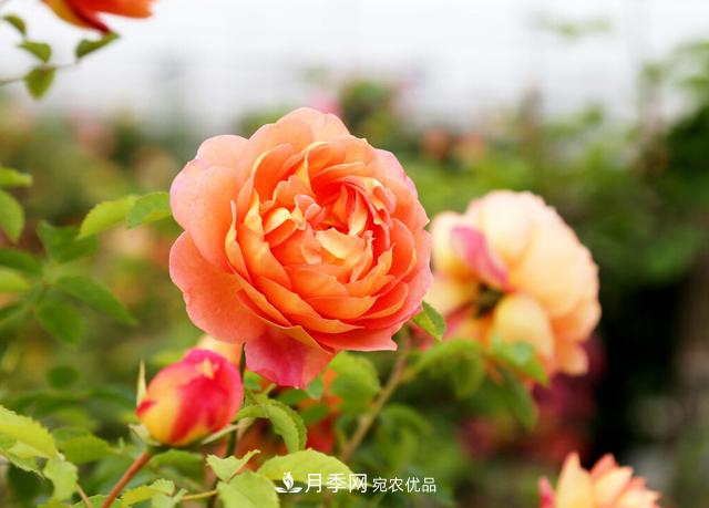 做好五件事，封閉陽臺養(yǎng)月季并不難(圖1)