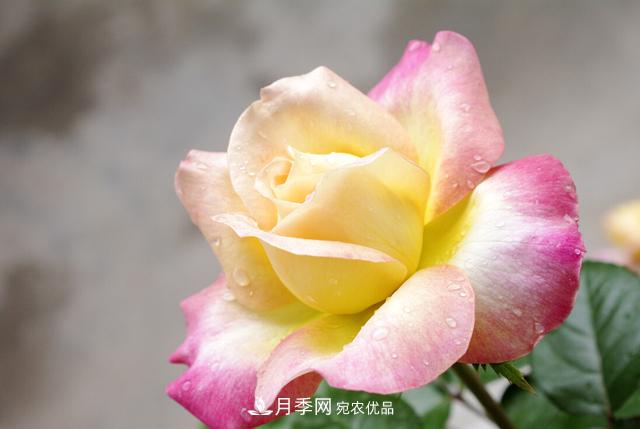 做好五件事，封閉陽臺養(yǎng)月季并不難(圖2)