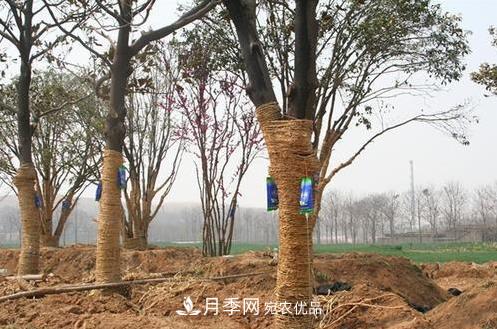 立秋后大樹移栽的第二個黃金時期馬上到，苗木措施抓緊做起來(圖1)