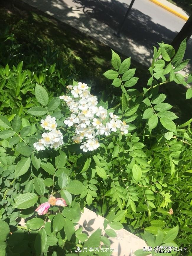 如何買到正版歐月？月季購買防騙手冊，幾招鑒定歐月，拒絕小白花(圖5)