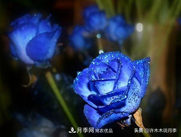如何買到正版歐月？月季購買防騙手冊，幾招鑒定歐月，拒絕小白花(圖6)