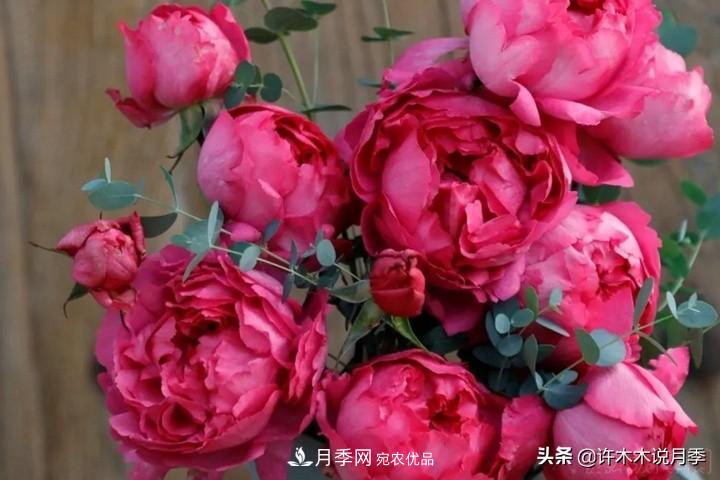如何買到正版歐月？月季購買防騙手冊，幾招鑒定歐月，拒絕小白花(圖7)