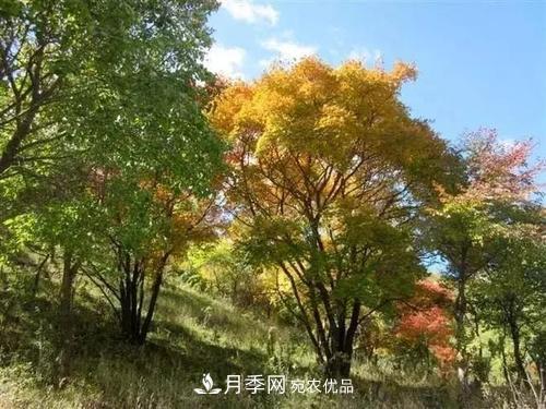 精品叢生苗木，未來(lái)發(fā)展?jié)摿Υ?圖1)