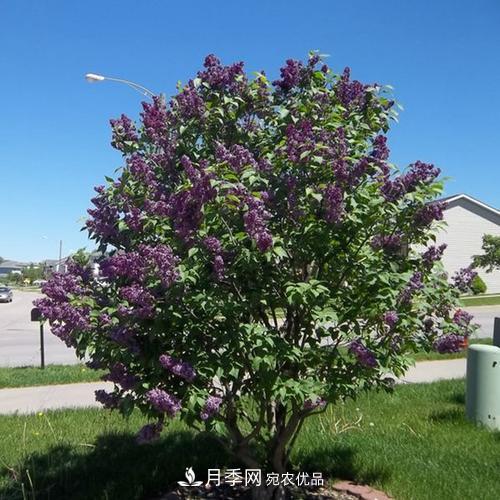 精品叢生苗木，未來(lái)發(fā)展?jié)摿Υ?圖3)