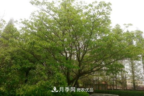 精品叢生苗木，未來(lái)發(fā)展?jié)摿Υ?圖5)