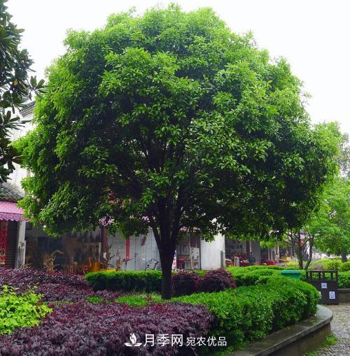 精品叢生苗木，未來(lái)發(fā)展?jié)摿Υ?圖2)