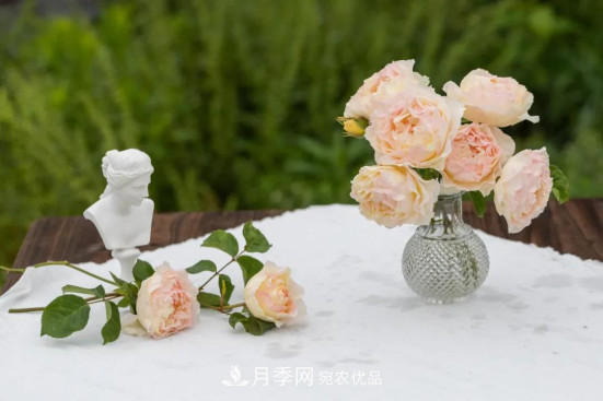 「直播預(yù)告」聽天狼細(xì)說月季的現(xiàn)在與未來(圖3)
