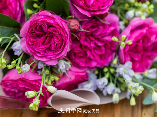 「直播預(yù)告」聽天狼細(xì)說月季的現(xiàn)在與未來(圖4)