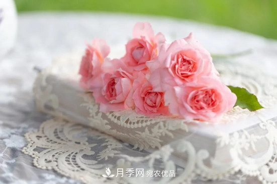 「直播預(yù)告」聽天狼細(xì)說月季的現(xiàn)在與未來(圖5)