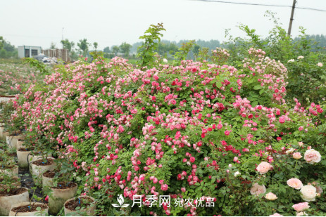 「直播預(yù)告」聽天狼細(xì)說月季的現(xiàn)在與未來(圖8)