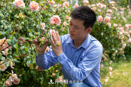 「直播預(yù)告」聽天狼細(xì)說月季的現(xiàn)在與未來(圖6)