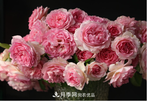 「直播預(yù)告」聽天狼細(xì)說月季的現(xiàn)在與未來(圖7)